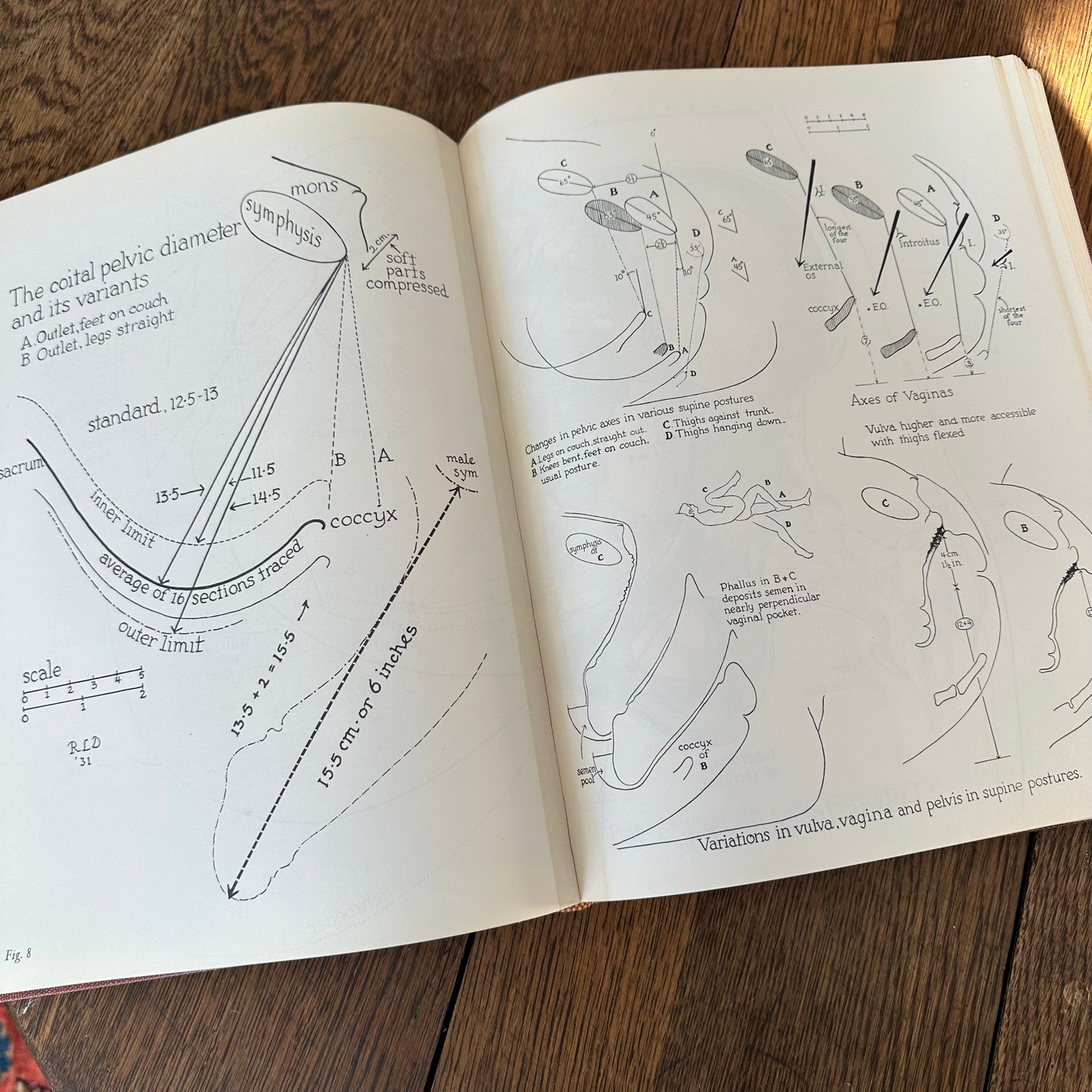 Human Sex Anatomy: A Topographical Hand Atlas, 1949