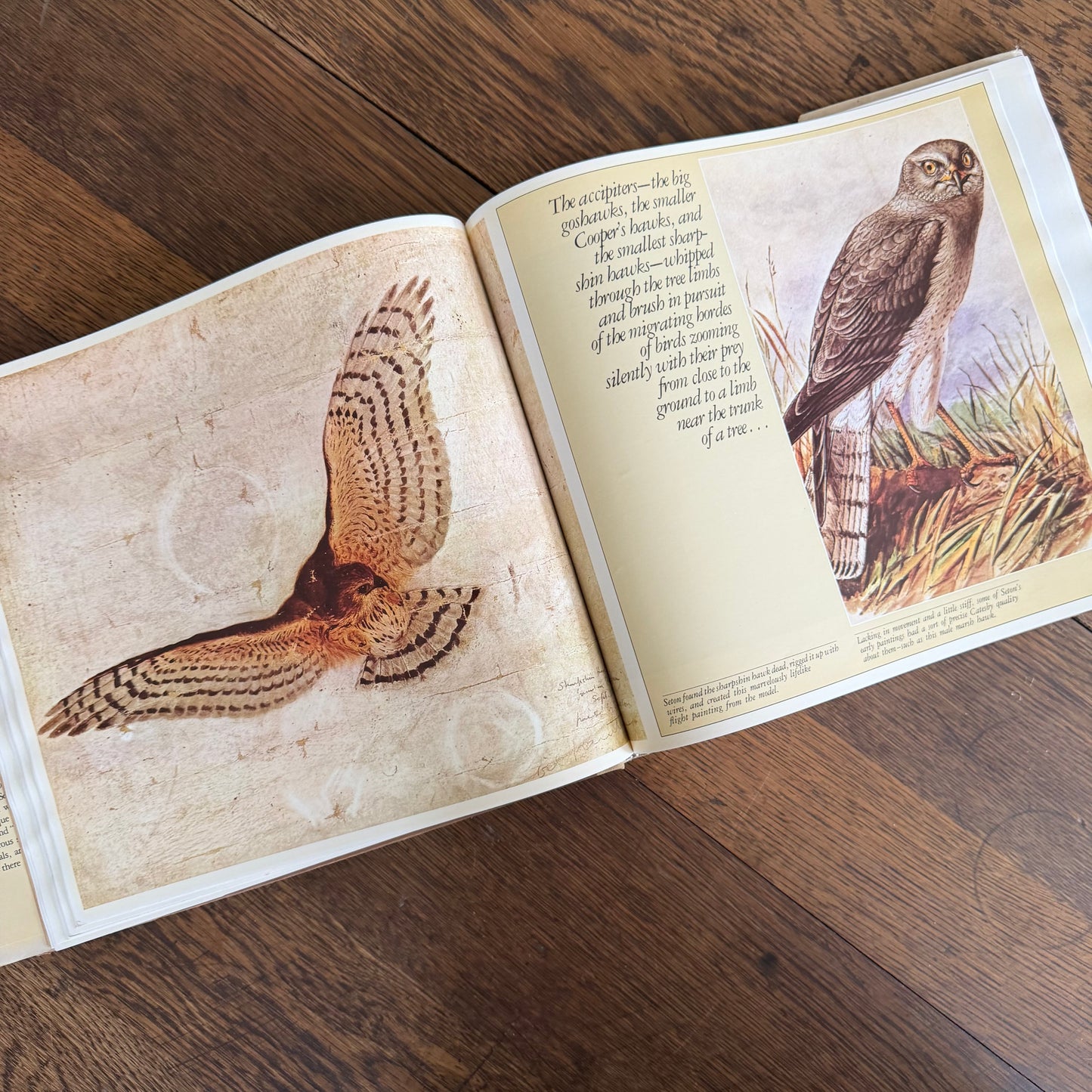 The Worlds of Ernest Thompson Seton -  1976 - First Edition - Edited by John G. Samson- Vintage Wildlife Art Nature Book