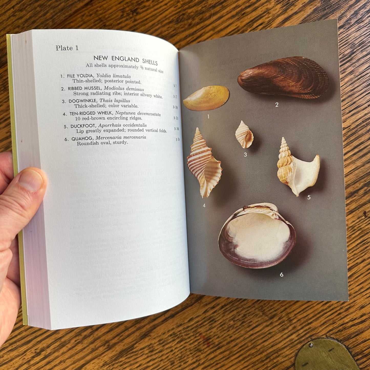 Set of 6 Vintage Peterson Field Guides | Softcover 1970s–80s Nature Books | Birds, Ferns, Wildflowers, Shells, Stars, Rocks