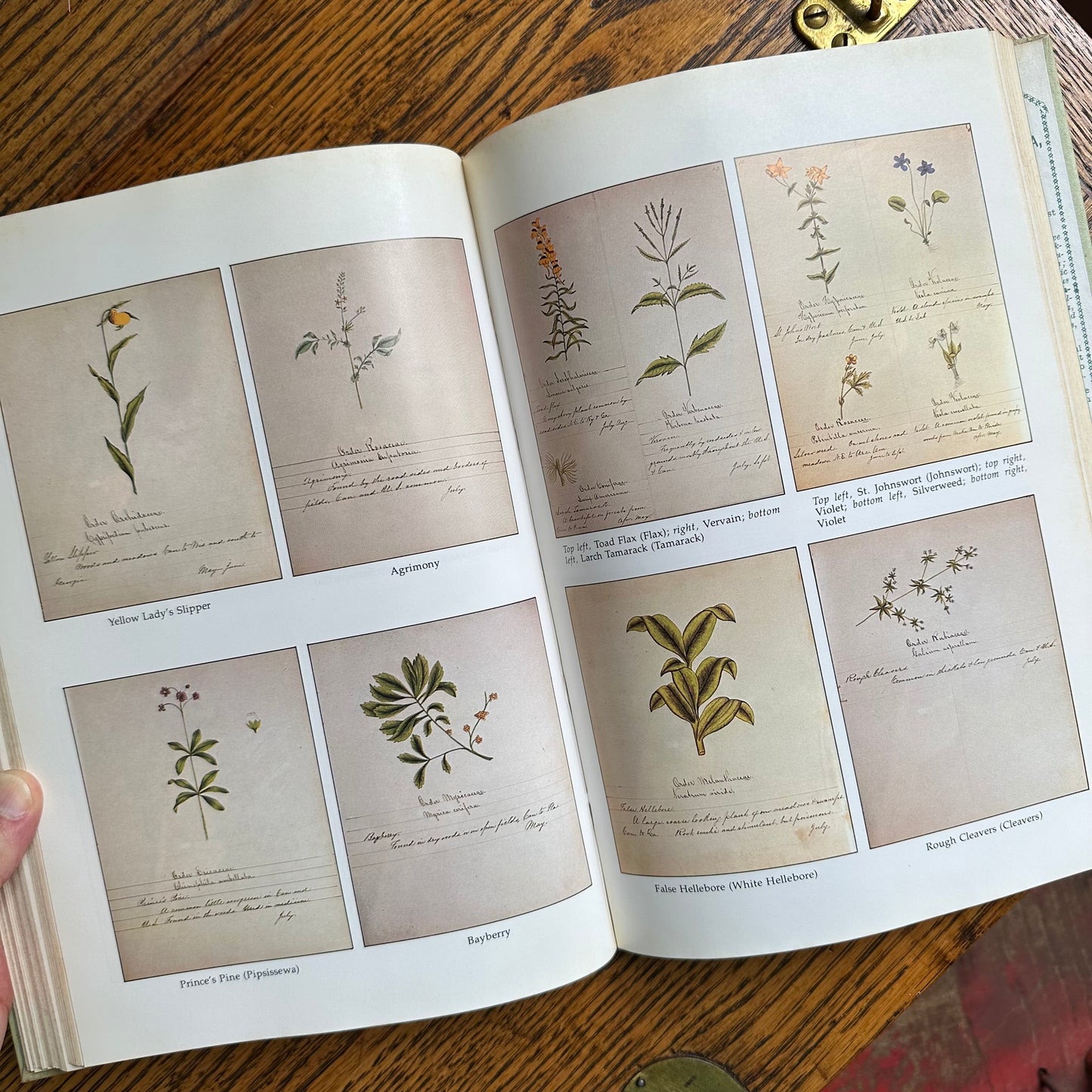 Shaker Herbs: A History and A Compendium - 1976