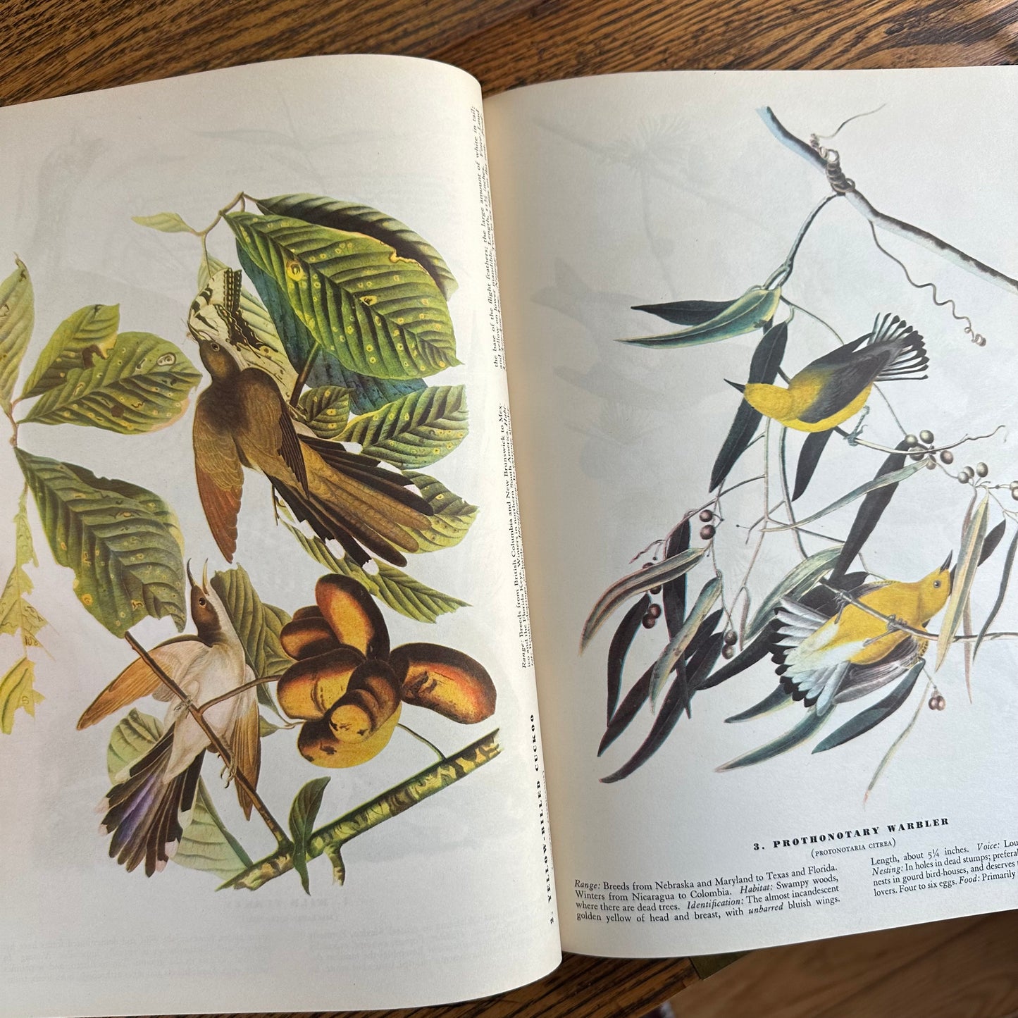 John James Audubon’s Birds of America - 1953