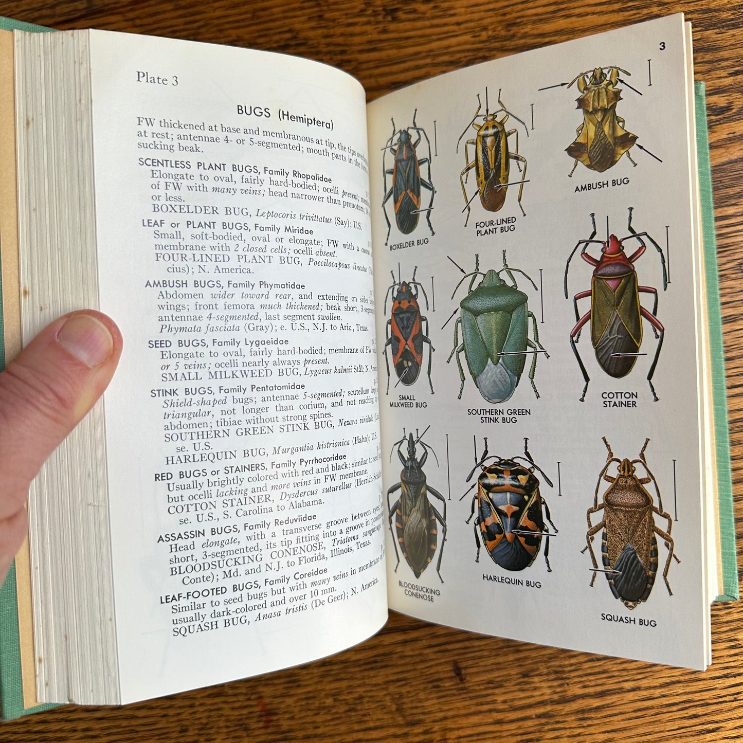 A Collection of 13 Vintage Peterson Field Guides!