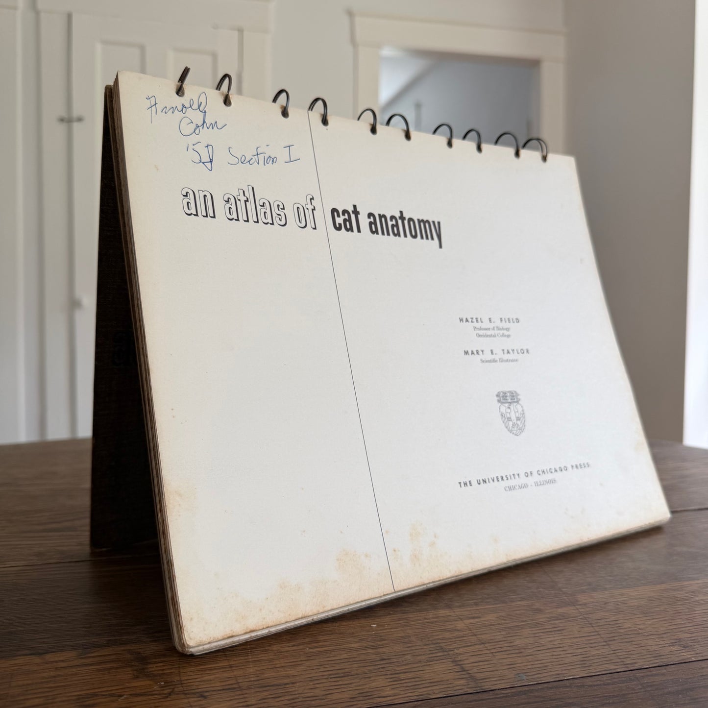 An Atlas of Cat Anatomy - 1952 - by Hazel E Field with Illustrations by Mary E Taylor - Vintage Veterinary Book / Flip Chart / Manual