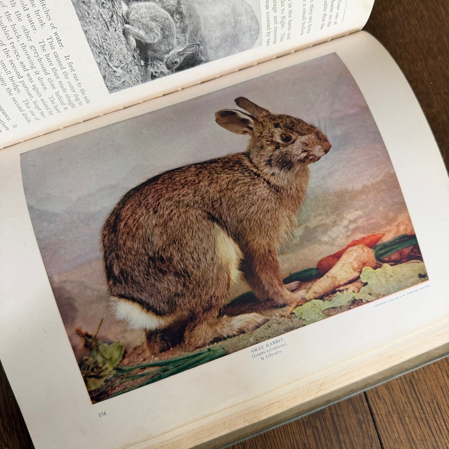 1908 Standard Library of Natural History Set | Antique Zoology Ethnography Books | Living Animals of the World | University Society NY