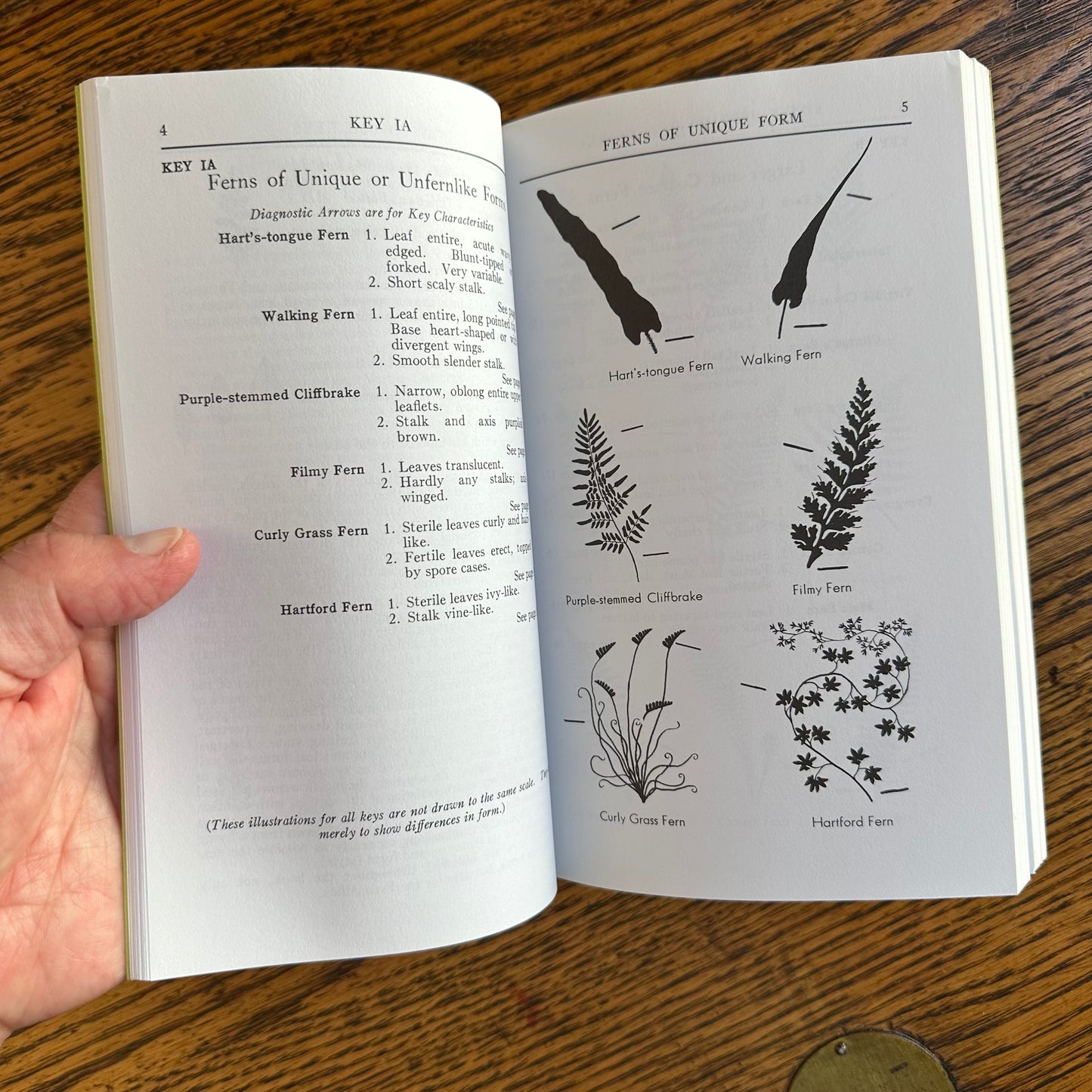 Set of 6 Vintage Peterson Field Guides | Softcover 1970s–80s Nature Books | Birds, Ferns, Wildflowers, Shells, Stars, Rocks