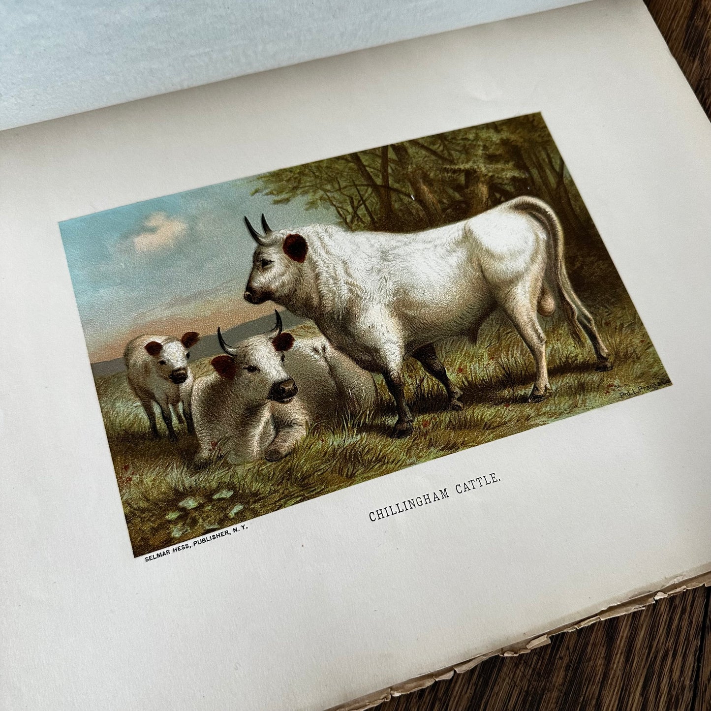 Complete 60-Part Set — Animate Creation: A Popular Edition of Our Living World, 1885-1898