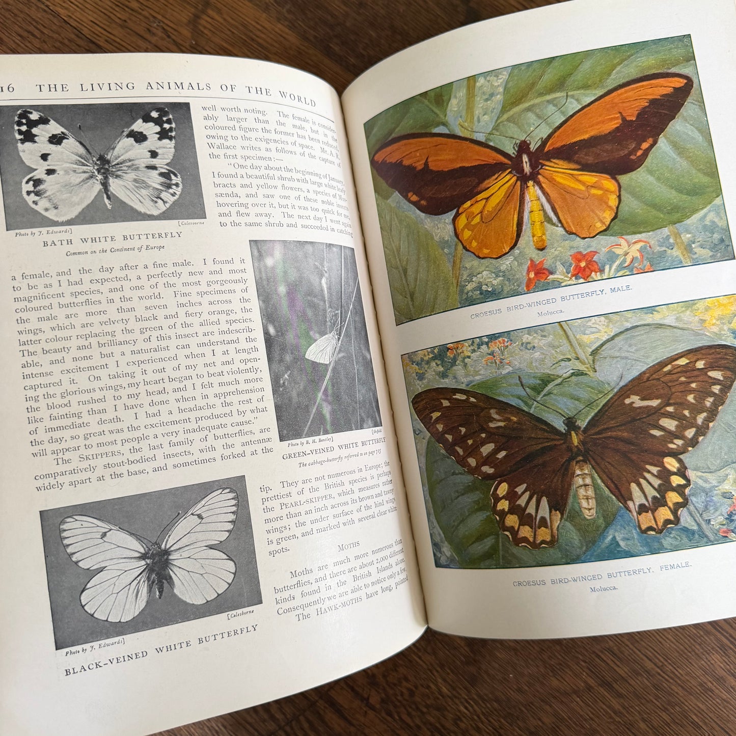 1908 Standard Library of Natural History Set | Antique Zoology Ethnography Books | Living Animals of the World | University Society NY