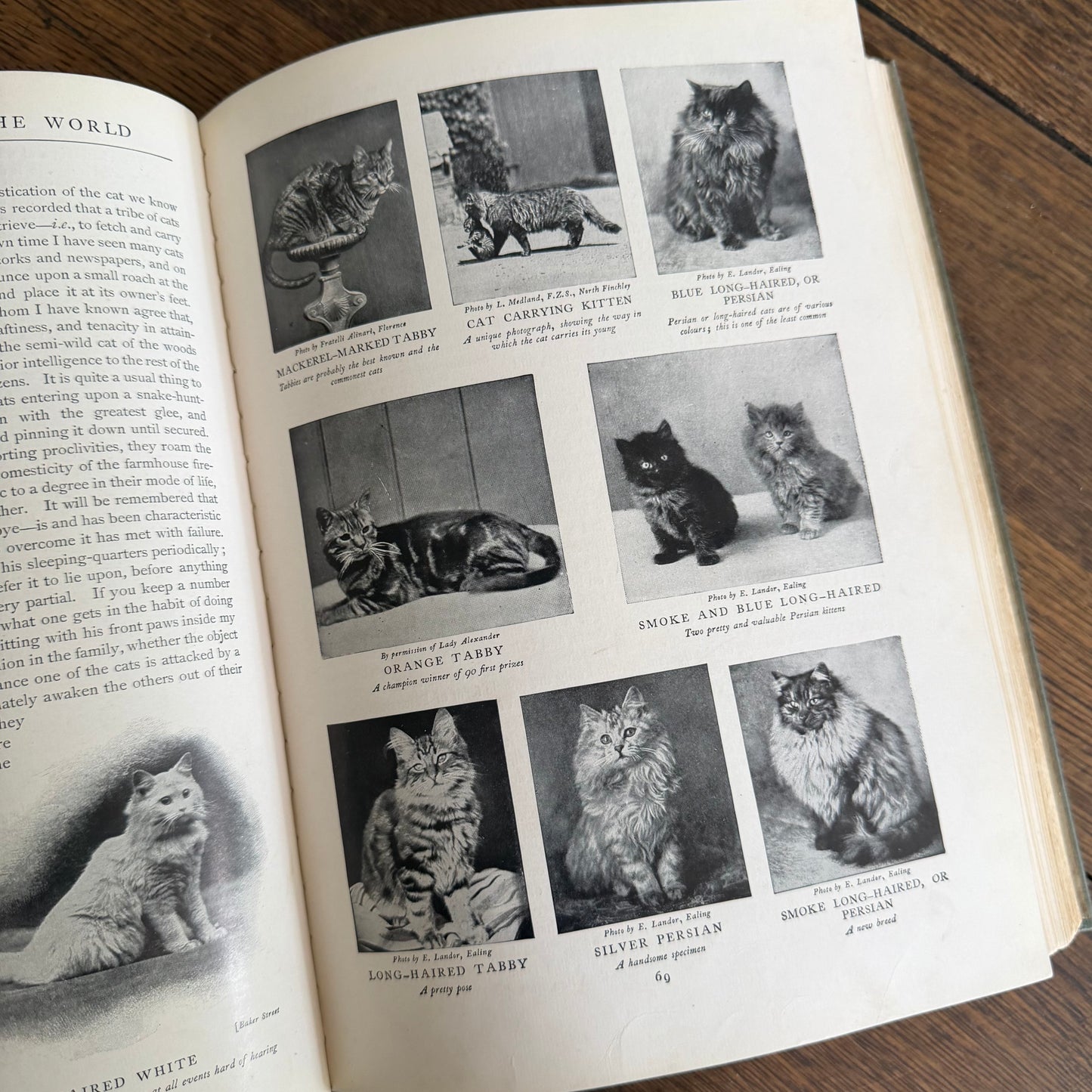 1908 Standard Library of Natural History Set | Antique Zoology Ethnography Books | Living Animals of the World | University Society NY