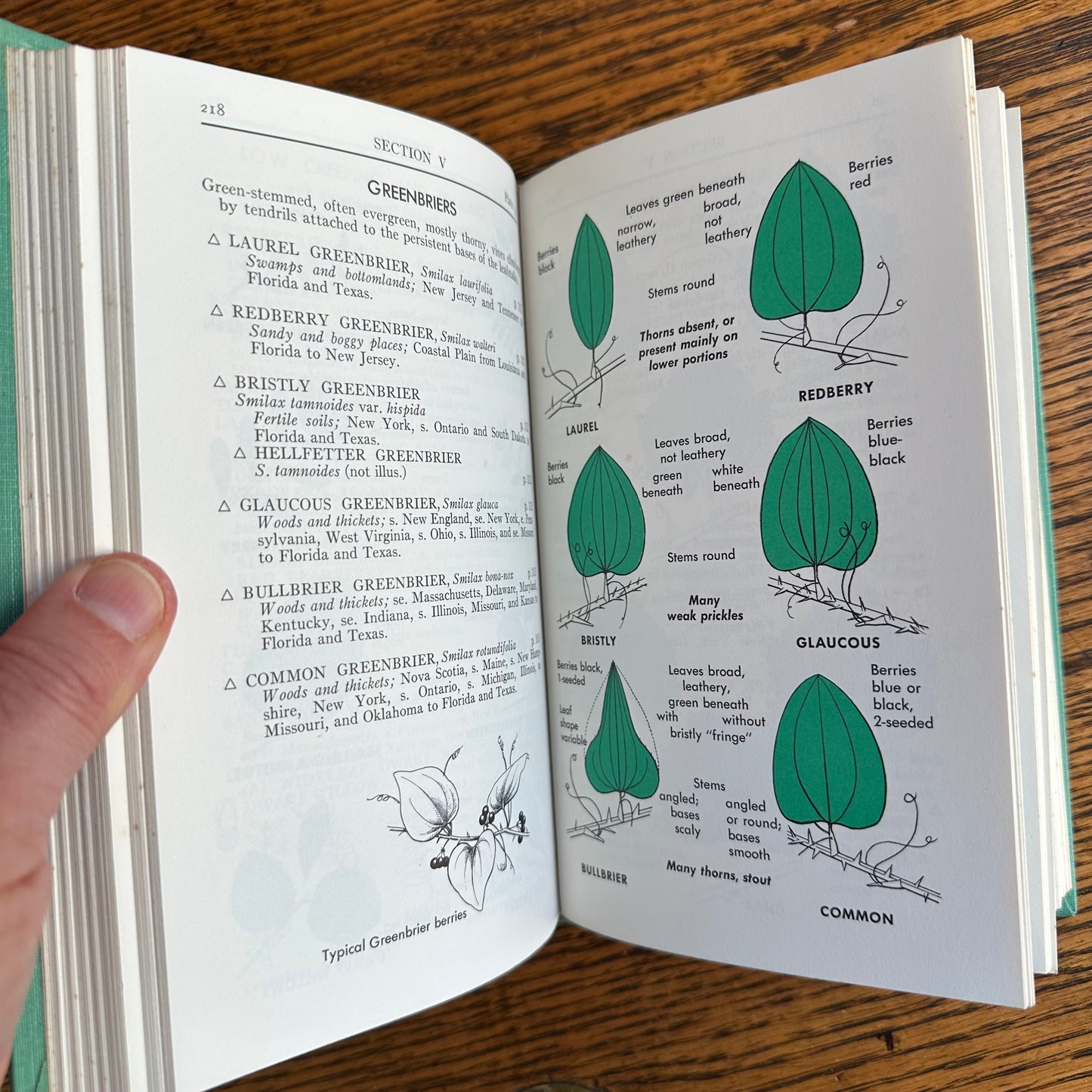 A Collection of 13 Vintage Peterson Field Guides!