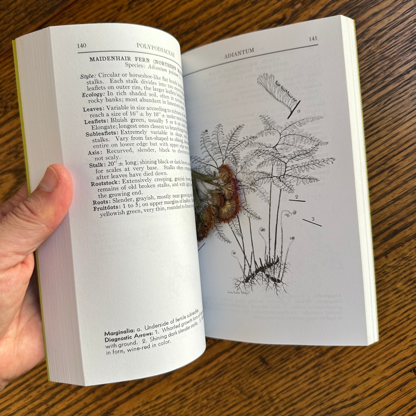 Set of 6 Vintage Peterson Field Guides | Softcover 1970s–80s Nature Books | Birds, Ferns, Wildflowers, Shells, Stars, Rocks