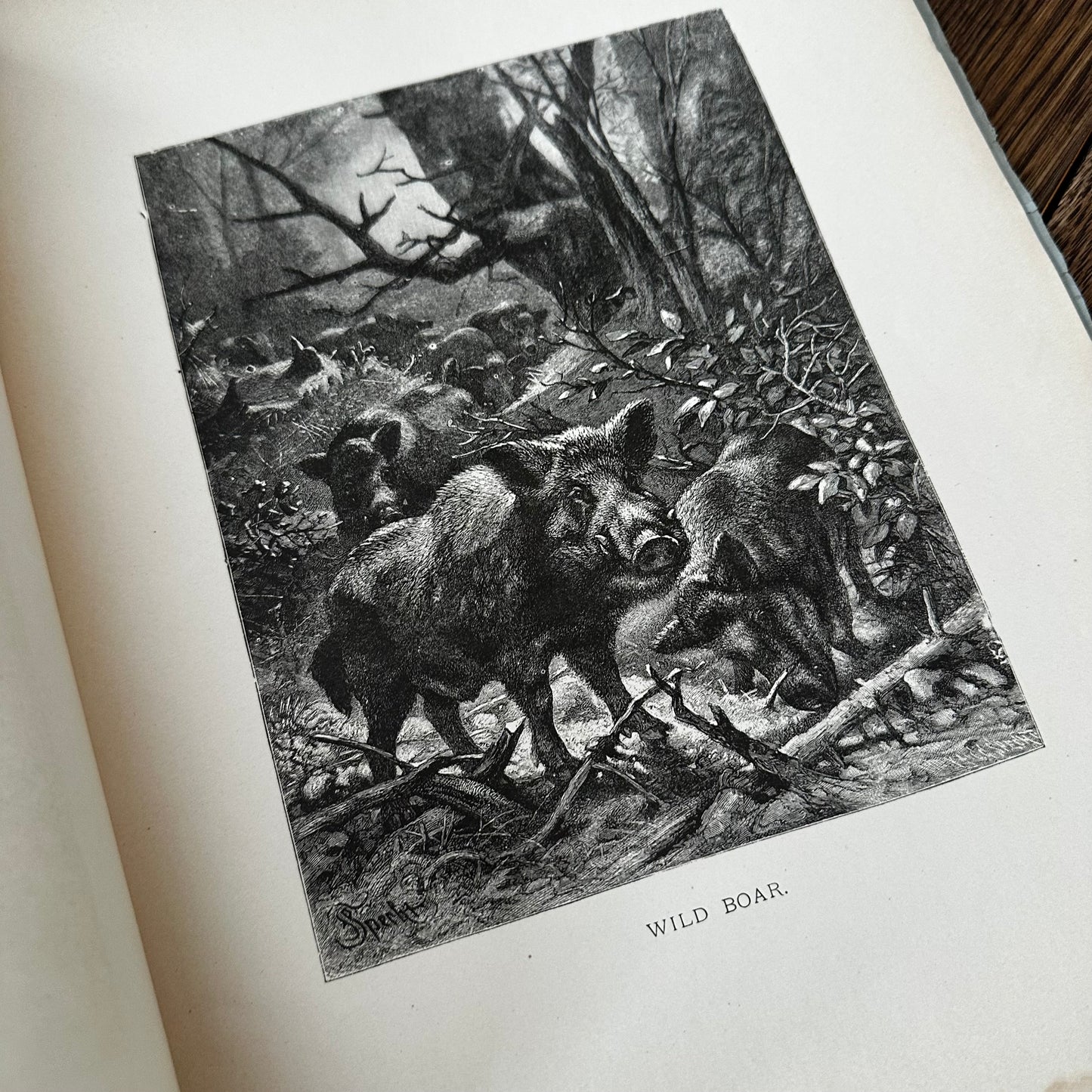 Complete 60-Part Set — Animate Creation: A Popular Edition of Our Living World, 1885-1898