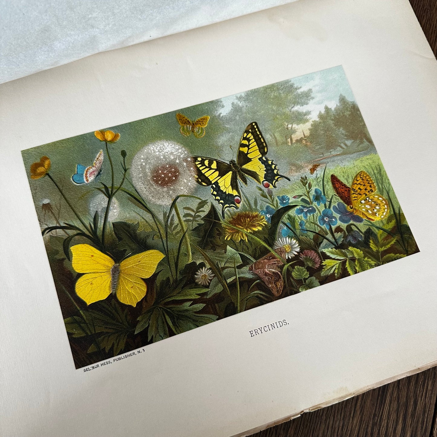 Complete 60-Part Set — Animate Creation: A Popular Edition of Our Living World, 1885-1898