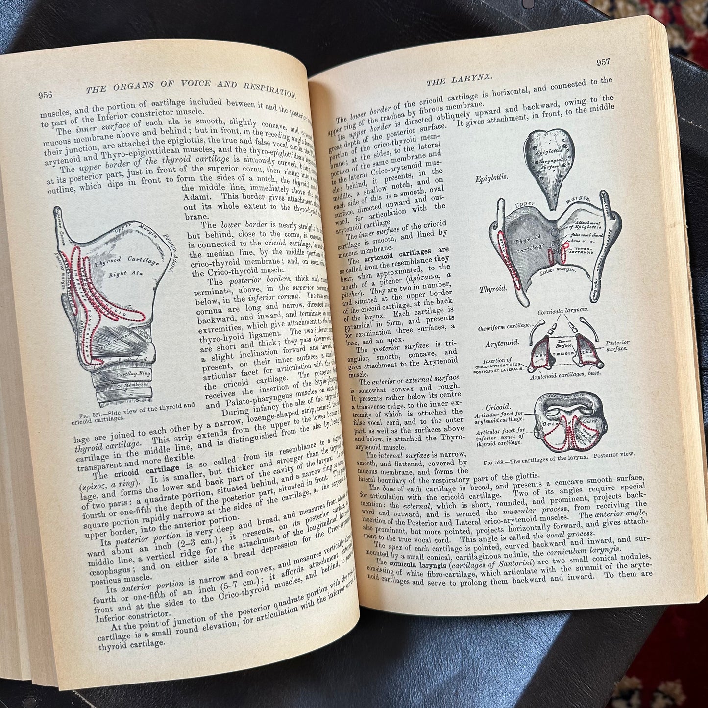 Vintage Gray's Anatomy, 1977 Paperback Edition